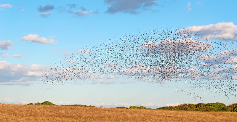 Bird flock on a yellow meadow stock image