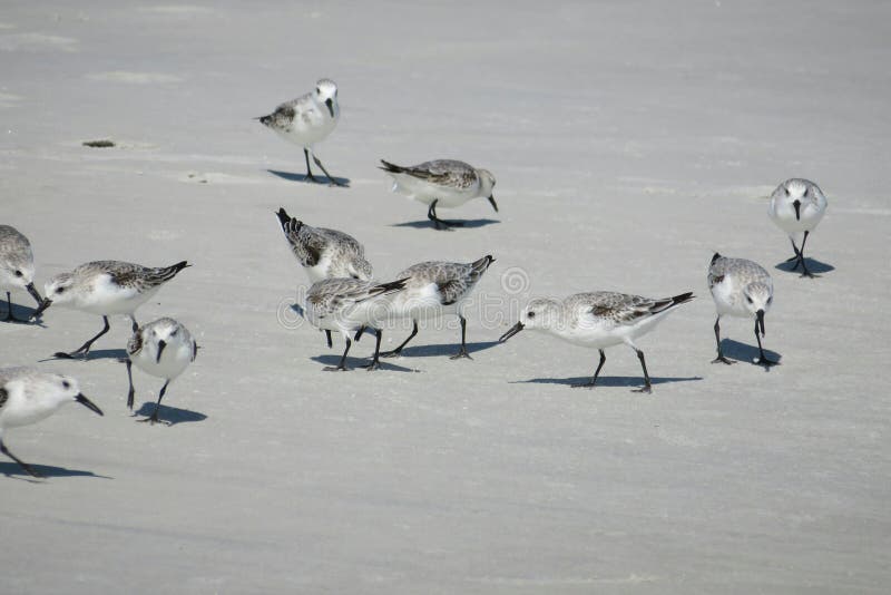 Bird flocks by ocean shore