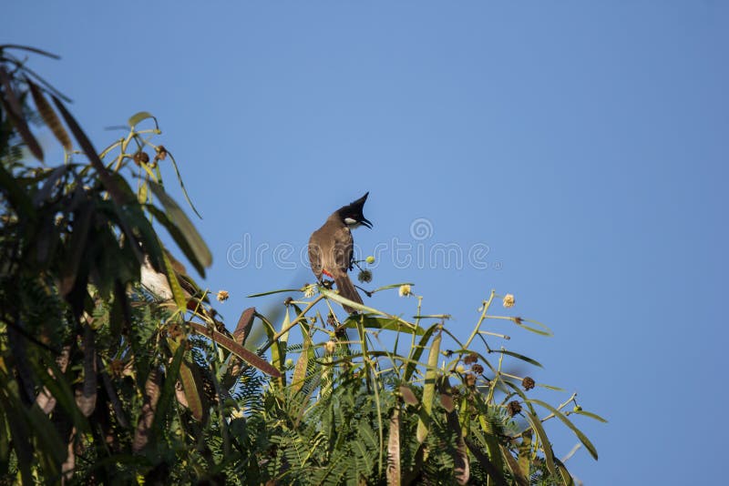 Bird Flower Horse