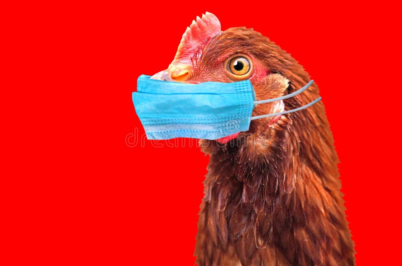 bird-flu-h-n-china-concept-chicken-portrait-medical-protective-mask-bird-flu-h-n-china-concept-171242108.jpg