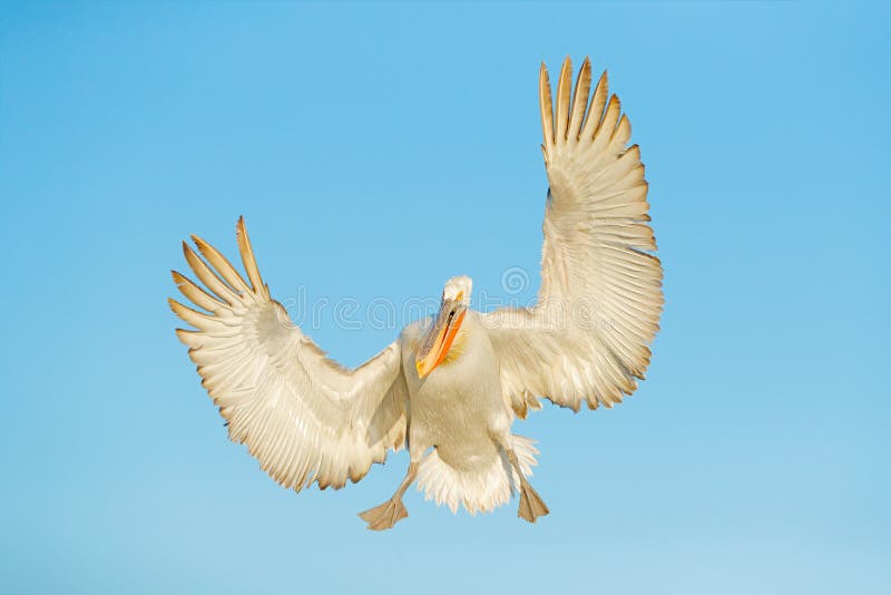 Bird in fly. Dalmatian pelican, Pelecanus crispus, in Lake Kerkini, Greece. Palican with open wing, hunting animal. Wildlife scene from Europe nature. Bird on blue sky. Palican with long orange bill.