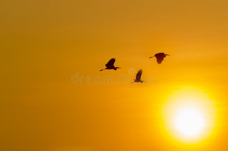 1601 Purple Sun Birds Stock Photos Free And Royalty Free Stock Photos