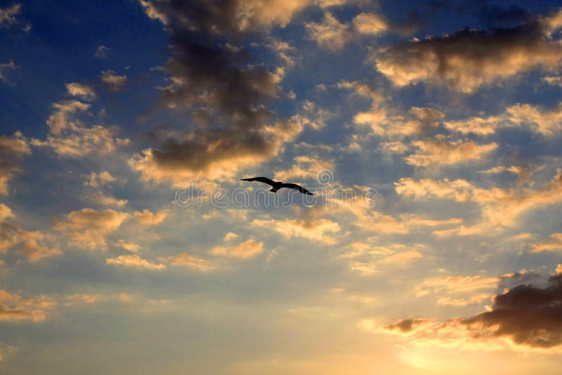 Hot Air Balloon stock image. Image of soars, sunset, evening - 48994239