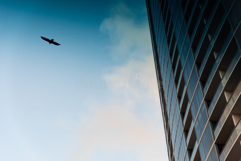 Bird flying by a modern skyscraper in downtown Miami stock photography