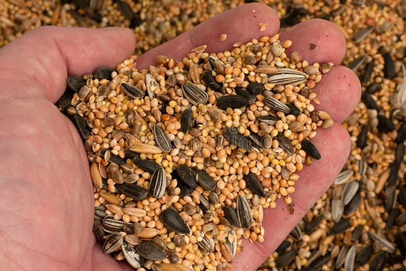 Bird food stock image. Image of feeding, millet, hemp 16542207