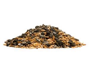 Pet Bird Food Seeds Grain Stock Photo Image Of Nutritious 11791000 Pet Bird Food Seeds Grain Stock Photo Image Of Nutritious 11791000