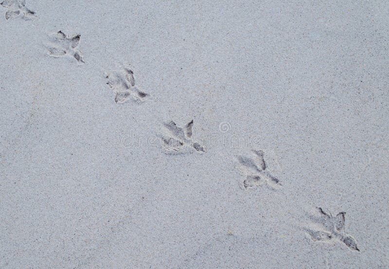 Line Of Bird Footprint stock image. Image of background - 161267359