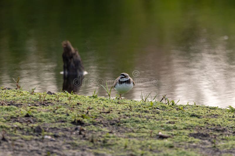 Bird on a Grassy Riverbank stock images