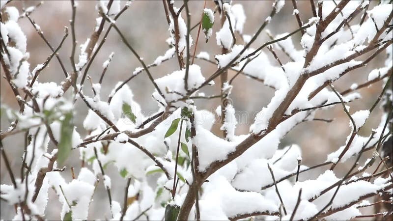 Bird great tit on branch in falling snow, winter