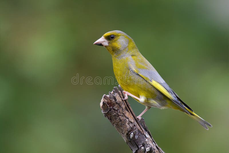 Bird - Green finch (Carduelis chloris)