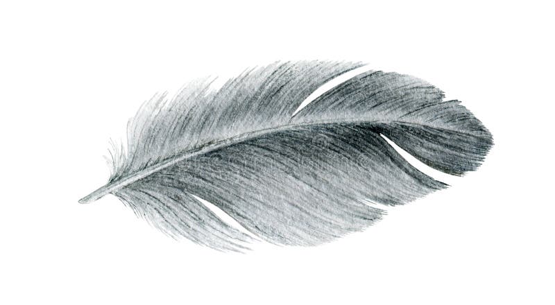 Bird grey feather watercolor realistic illustration. Duck or goose soft natural down image. Fluffy smooth quill isolated on white