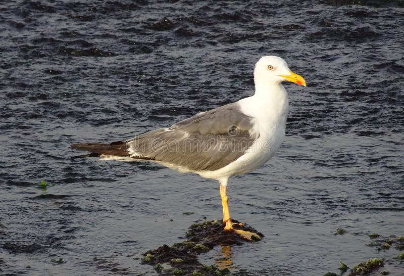 Bird, Gull, Seabird, European Herring Gull Picture. Image 113061979