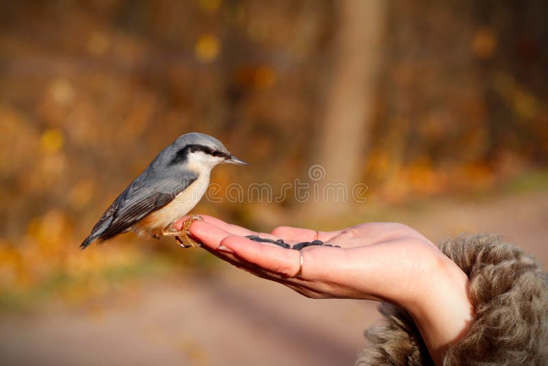 Bird on the hand