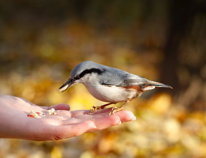 Bird on the hand