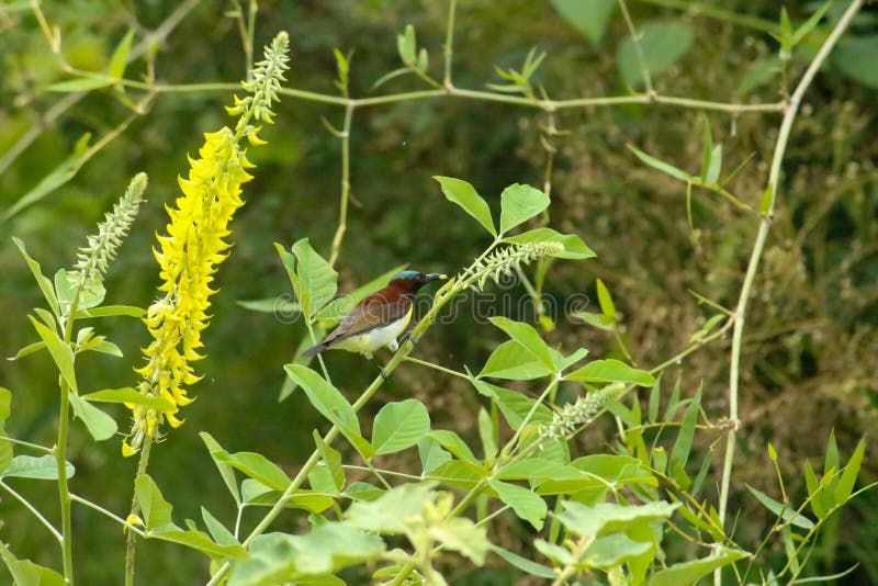 Bird Has a Peice of a Part of a Plant in Mouth. Bird is Very Quick and