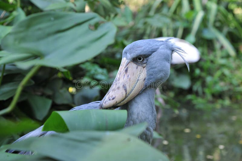 Bird head stock photo. Image of glance, water, mouth 30329792