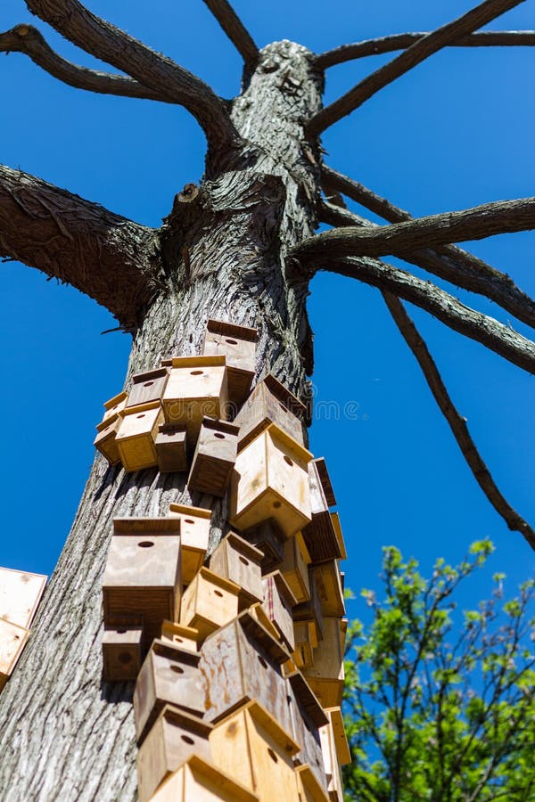 Bird house boxes built up the side of an old tree in Sapperton Park in New Westminster, British Columbia, Canada.