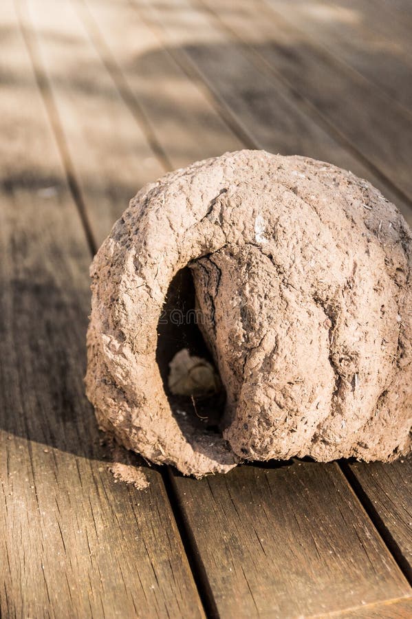 Bird House called Baking stock image. Image of biology 174255571