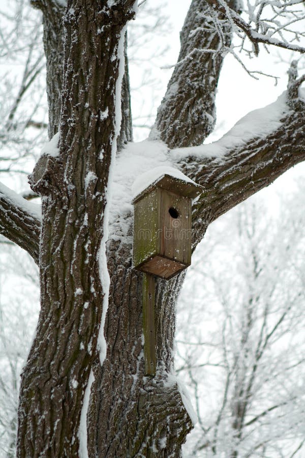 Bird house on the tree in winter