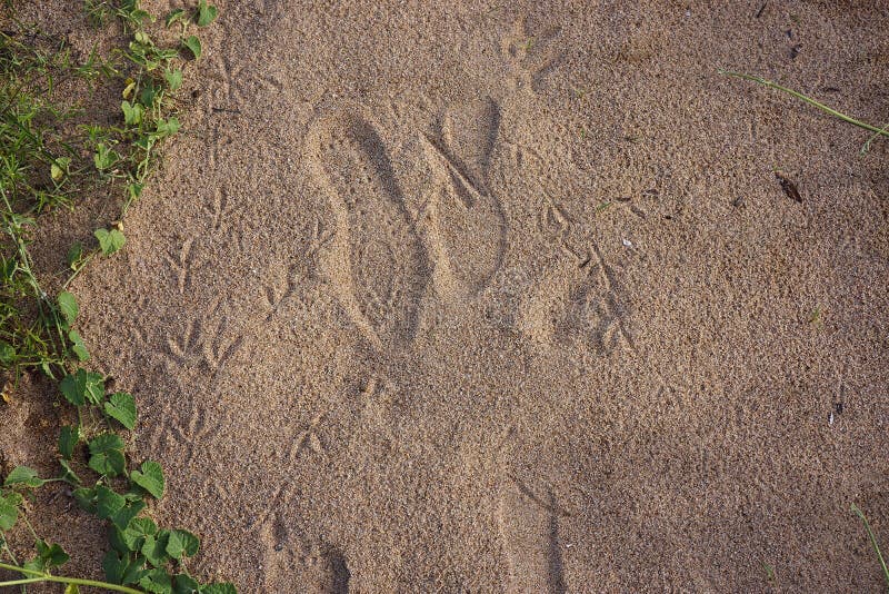 Bird and Human Footprints in the Sand at the Edge of a Beach Stock