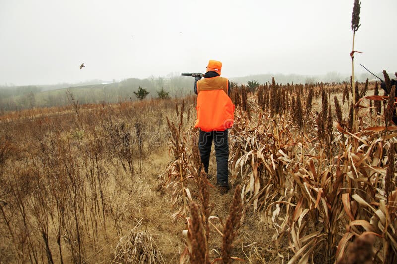 Hunter taking aim on Pheasant with firearm rifle gun. Hunter taking aim on Pheasant with firearm rifle gun