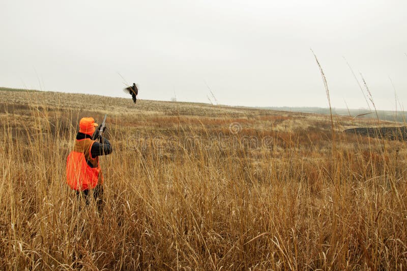 Hunter taking aim on Pheasant with firearm rifle gun. Hunter taking aim on Pheasant with firearm rifle gun