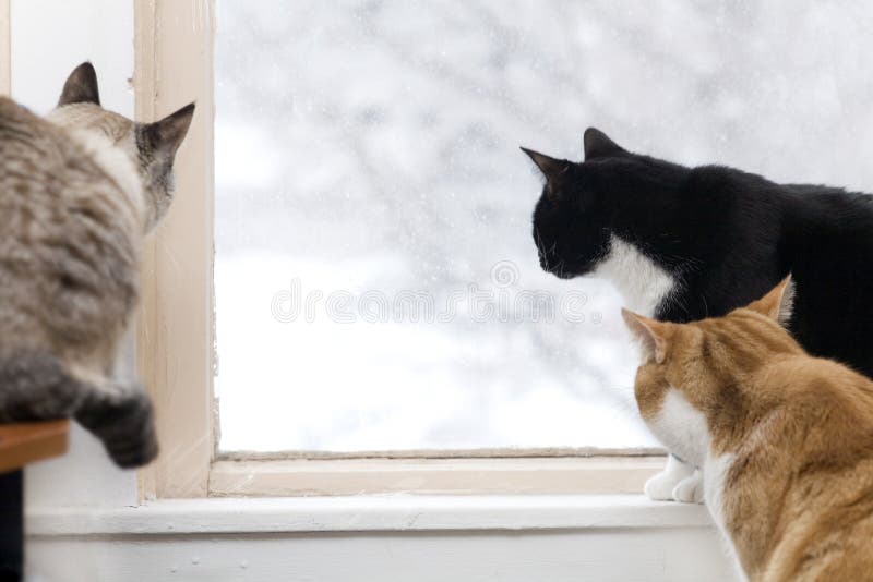 Tres gatos mirar observación de aves afuera sobre el nevado.