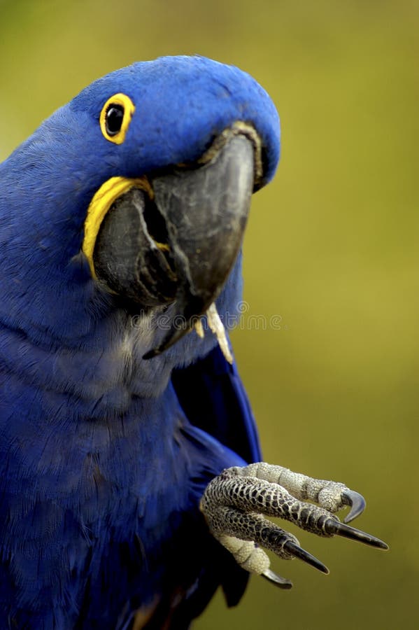 Bird - Hyacinth Macaw (Anodorhynchus hyacinthinus)