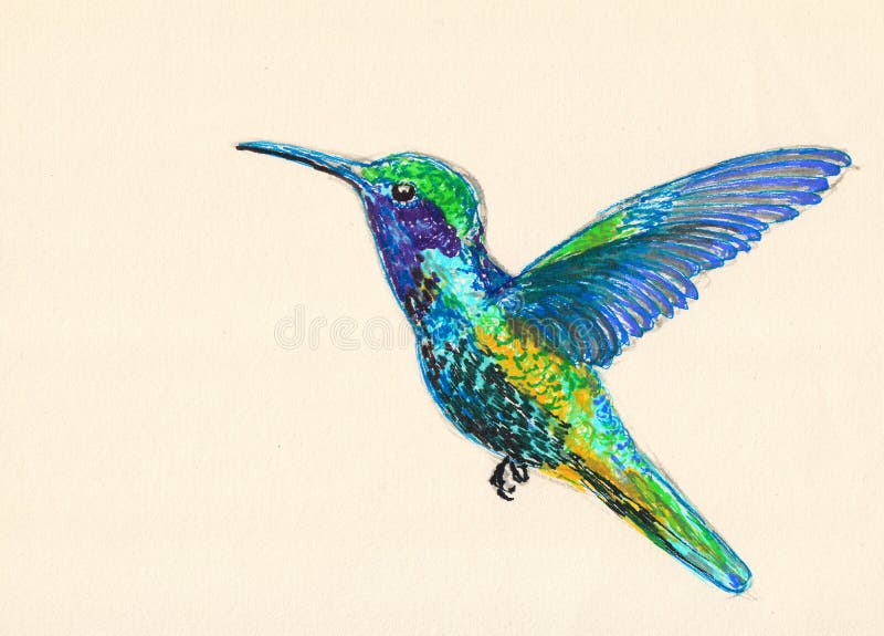 Bird illustration hand drawn painting,Hummingbirds illustration