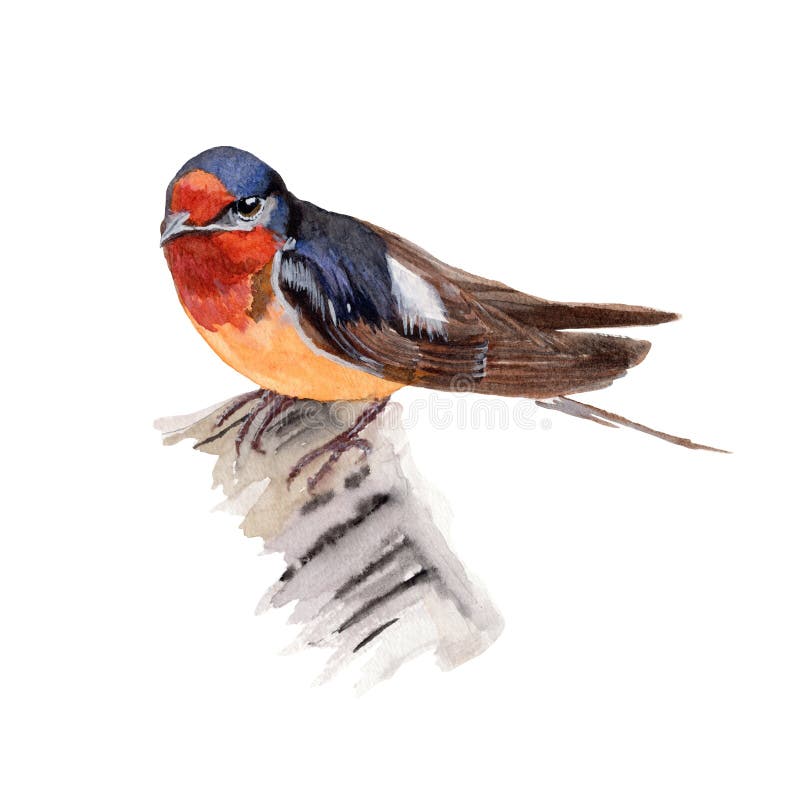 Bird illustration watercolor painting.Watercolor hand painted.illustration of a Bird isolated.