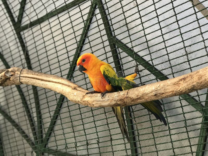 Bird inside the cage stock image. Image of bird, parrot 188047469
