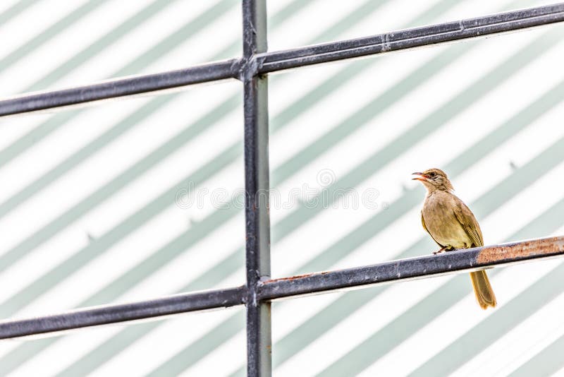 A Bird on the Iron Rail. stock photo. Image of beak, roof 97036884