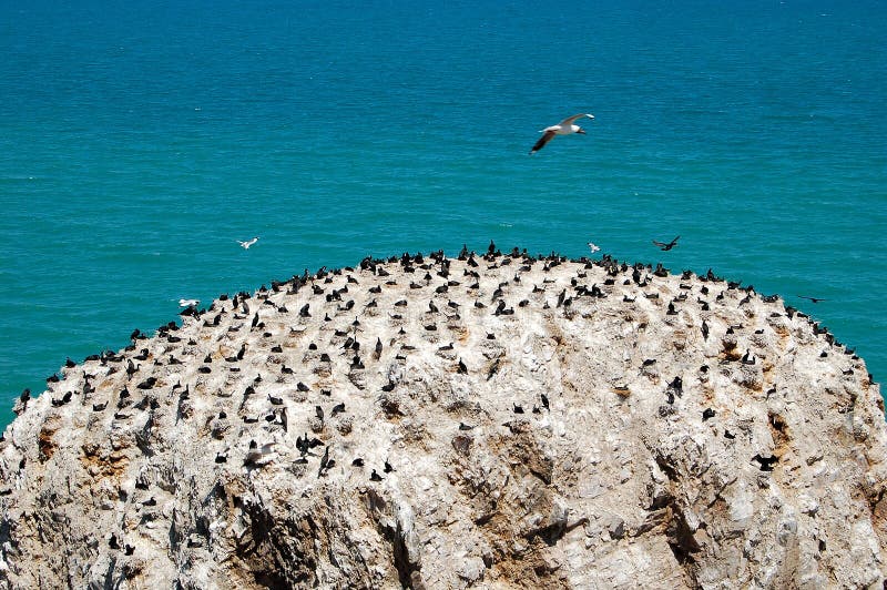 Bird island in Qinghai lake