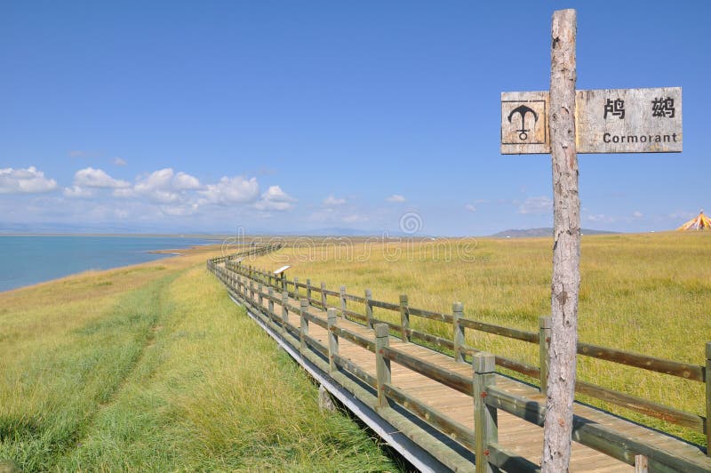 httpsstock photo bird island qinghai lake most famous image62870658