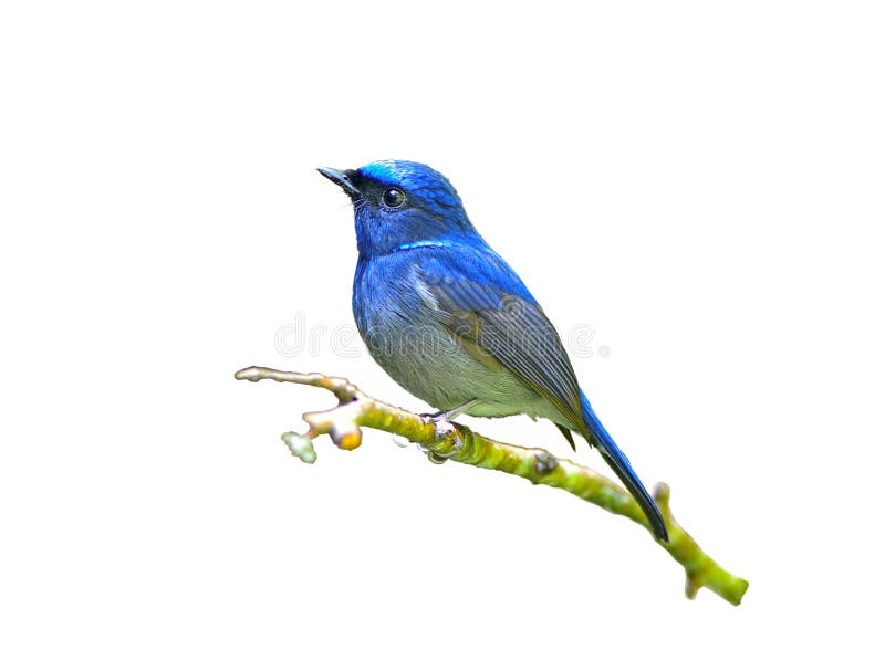 Bird Isolated On White Background Stock Photo Image of fast, asia
