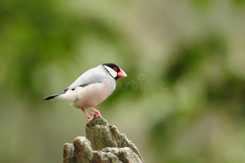 Bird --- java sparrow