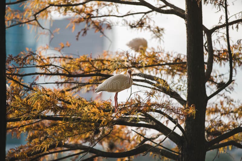 Bird in lake Eola in Orlando Florida