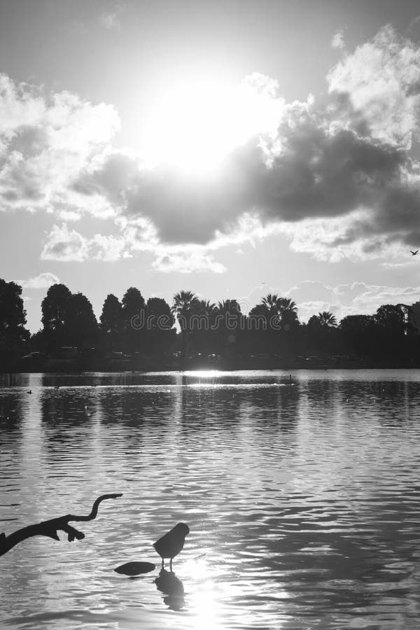 A bird on the lake stock image. Image of bird, black 93738409