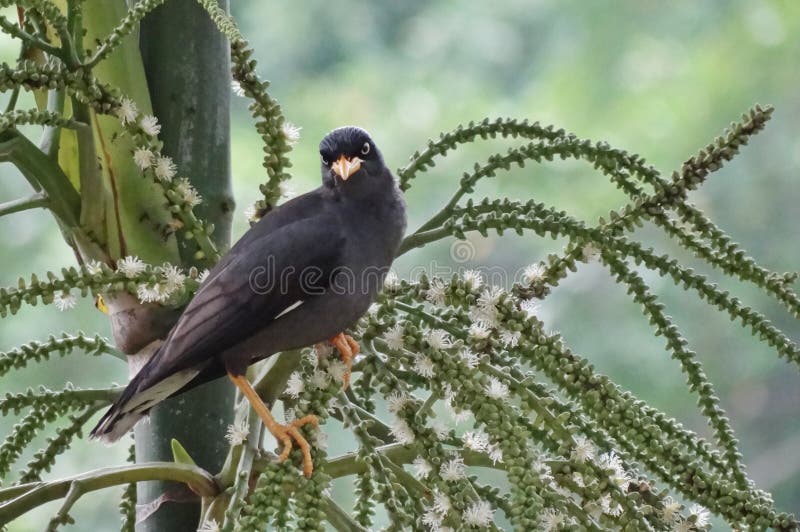 Birds are a group of warm-blooded vertebrates constituting the class Aves, characterized by feathers, toothless beaked jaws, the laying of hard-shelled eggs, a high metabolic rate, a four-chambered heart, and a strong yet lightweight skeleton. Birds live worldwide and range in size from the 5 cm bee hummingbird to the 2.75 m ostrich. There are about ten thousand living species, more than half of which are passerine, or `perching` birds. Birds have wings whose development varies according to species; the only known groups without wings are the extinct moa and elephant birds. Wings, which evolved from forelimbs, gave birds the ability to fly, although further evolution has led to the loss of flight in some birds, including ratites, penguins, and diverse endemic island species. The digestive and respiratory systems of birds are also uniquely adapted for flight. Some bird species of aquatic environments, particularly seabirds and some water birds, have further evolved for swimming. Birds are a group of warm-blooded vertebrates constituting the class Aves, characterized by feathers, toothless beaked jaws, the laying of hard-shelled eggs, a high metabolic rate, a four-chambered heart, and a strong yet lightweight skeleton. Birds live worldwide and range in size from the 5 cm bee hummingbird to the 2.75 m ostrich. There are about ten thousand living species, more than half of which are passerine, or `perching` birds. Birds have wings whose development varies according to species; the only known groups without wings are the extinct moa and elephant birds. Wings, which evolved from forelimbs, gave birds the ability to fly, although further evolution has led to the loss of flight in some birds, including ratites, penguins, and diverse endemic island species. The digestive and respiratory systems of birds are also uniquely adapted for flight. Some bird species of aquatic environments, particularly seabirds and some water birds, have further evolved for swimming.