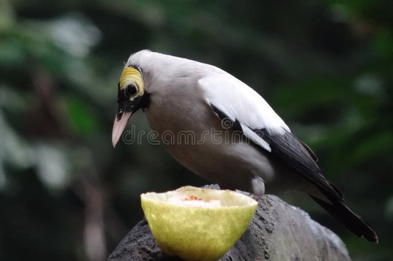 Birds are a group of warm-blooded vertebrates constituting the class Aves, characterized by feathers, toothless beaked jaws, the laying of hard-shelled eggs, a high metabolic rate, a four-chambered heart, and a strong yet lightweight skeleton. Birds live worldwide and range in size from the 5 cm bee hummingbird to the 2.75 m ostrich. There are about ten thousand living species, more than half of which are passerine, or `perching` birds. Birds have wings whose development varies according to species; the only known groups without wings are the extinct moa and elephant birds. Wings, which evolved from forelimbs, gave birds the ability to fly, although further evolution has led to the loss of flight in some birds, including ratites, penguins, and diverse endemic island species. The digestive and respiratory systems of birds are also uniquely adapted for flight. Some bird species of aquatic environments, particularly seabirds and some water birds, have further evolved for swimming. Birds are a group of warm-blooded vertebrates constituting the class Aves, characterized by feathers, toothless beaked jaws, the laying of hard-shelled eggs, a high metabolic rate, a four-chambered heart, and a strong yet lightweight skeleton. Birds live worldwide and range in size from the 5 cm bee hummingbird to the 2.75 m ostrich. There are about ten thousand living species, more than half of which are passerine, or `perching` birds. Birds have wings whose development varies according to species; the only known groups without wings are the extinct moa and elephant birds. Wings, which evolved from forelimbs, gave birds the ability to fly, although further evolution has led to the loss of flight in some birds, including ratites, penguins, and diverse endemic island species. The digestive and respiratory systems of birds are also uniquely adapted for flight. Some bird species of aquatic environments, particularly seabirds and some water birds, have further evolved for swimming.