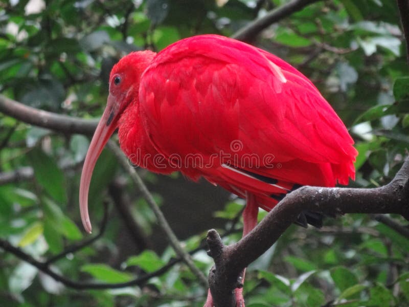 Birds are a group of warm-blooded vertebrates constituting the class Aves, characterized by feathers, toothless beaked jaws, the laying of hard-shelled eggs, a high metabolic rate, a four-chambered heart, and a strong yet lightweight skeleton. Birds live worldwide and range in size from the 5 cm bee hummingbird to the 2.75 m ostrich. There are about ten thousand living species, more than half of which are passerine, or `perching` birds. Birds have wings whose development varies according to species; the only known groups without wings are the extinct moa and elephant birds. Wings, which evolved from forelimbs, gave birds the ability to fly, although further evolution has led to the loss of flight in some birds, including ratites, penguins, and diverse endemic island species. The digestive and respiratory systems of birds are also uniquely adapted for flight. Some bird species of aquatic environments, particularly seabirds and some water birds, have further evolved for swimming. Birds are a group of warm-blooded vertebrates constituting the class Aves, characterized by feathers, toothless beaked jaws, the laying of hard-shelled eggs, a high metabolic rate, a four-chambered heart, and a strong yet lightweight skeleton. Birds live worldwide and range in size from the 5 cm bee hummingbird to the 2.75 m ostrich. There are about ten thousand living species, more than half of which are passerine, or `perching` birds. Birds have wings whose development varies according to species; the only known groups without wings are the extinct moa and elephant birds. Wings, which evolved from forelimbs, gave birds the ability to fly, although further evolution has led to the loss of flight in some birds, including ratites, penguins, and diverse endemic island species. The digestive and respiratory systems of birds are also uniquely adapted for flight. Some bird species of aquatic environments, particularly seabirds and some water birds, have further evolved for swimming.