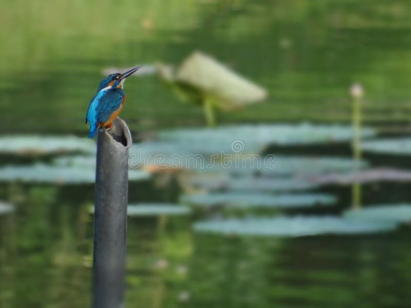 Birds are a group of warm-blooded vertebrates constituting the class Aves, characterized by feathers, toothless beaked jaws, the laying of hard-shelled eggs, a high metabolic rate, a four-chambered heart, and a strong yet lightweight skeleton. Birds live worldwide and range in size from the 5 cm bee hummingbird to the 2.75 m ostrich. There are about ten thousand living species, more than half of which are passerine, or `perching` birds. Birds have wings whose development varies according to species; the only known groups without wings are the extinct moa and elephant birds. Wings, which evolved from forelimbs, gave birds the ability to fly, although further evolution has led to the loss of flight in some birds, including ratites, penguins, and diverse endemic island species. The digestive and respiratory systems of birds are also uniquely adapted for flight. Some bird species of aquatic environments, particularly seabirds and some water birds, have further evolved for swimming. Birds are a group of warm-blooded vertebrates constituting the class Aves, characterized by feathers, toothless beaked jaws, the laying of hard-shelled eggs, a high metabolic rate, a four-chambered heart, and a strong yet lightweight skeleton. Birds live worldwide and range in size from the 5 cm bee hummingbird to the 2.75 m ostrich. There are about ten thousand living species, more than half of which are passerine, or `perching` birds. Birds have wings whose development varies according to species; the only known groups without wings are the extinct moa and elephant birds. Wings, which evolved from forelimbs, gave birds the ability to fly, although further evolution has led to the loss of flight in some birds, including ratites, penguins, and diverse endemic island species. The digestive and respiratory systems of birds are also uniquely adapted for flight. Some bird species of aquatic environments, particularly seabirds and some water birds, have further evolved for swimming.