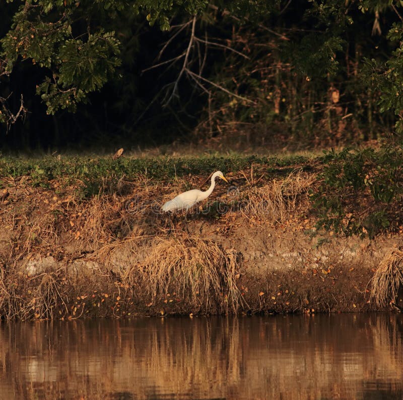 Bird live on side lake royalty free stock photo Bird live on side lake royalty free stock photo