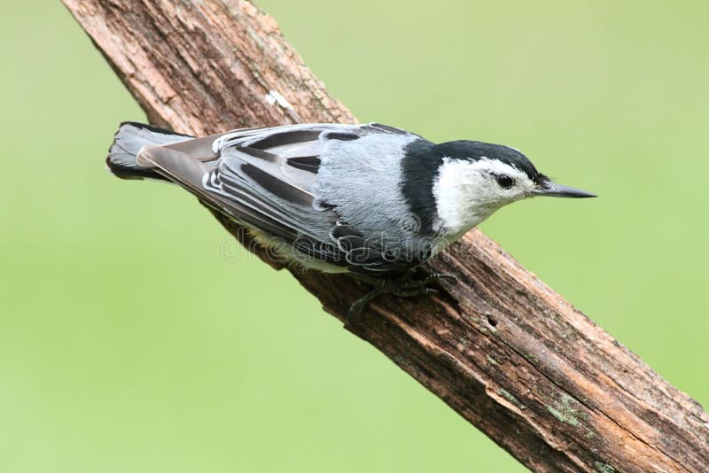 White-breasted Nuthatch (sitta carolinensis) on a tree branch with a green background. Log animal stock images, royalty-free photos and pictures