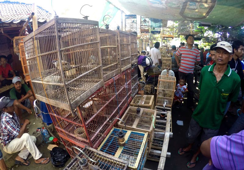 Bird market editorial stock photo. Image of market, birds 49077438