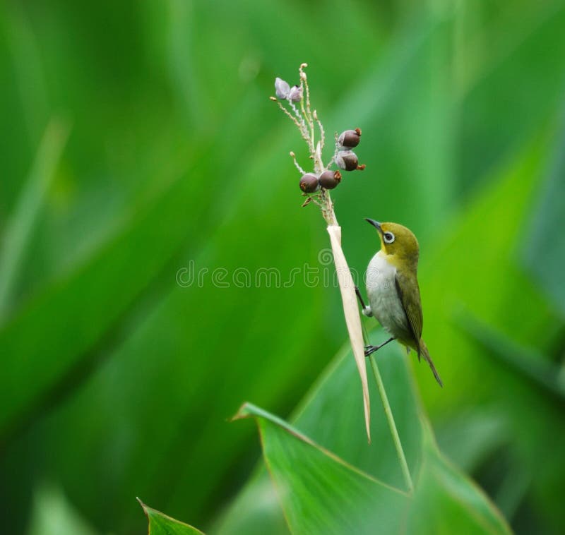 Bird and Mature fruit