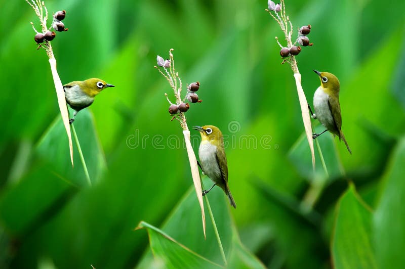 Bird and Mature fruit