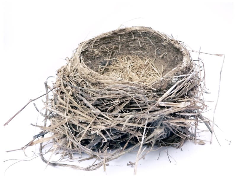 Bird nest 2