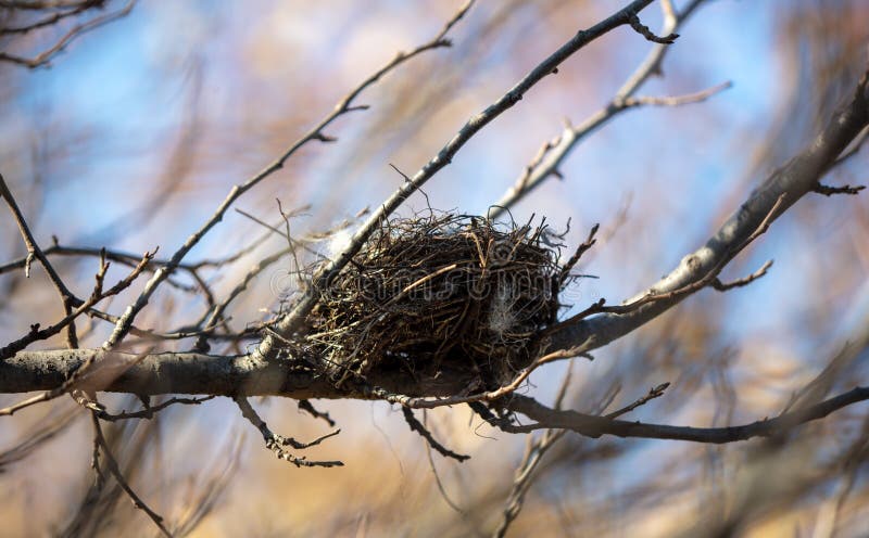 Bird nest on bare tree branches