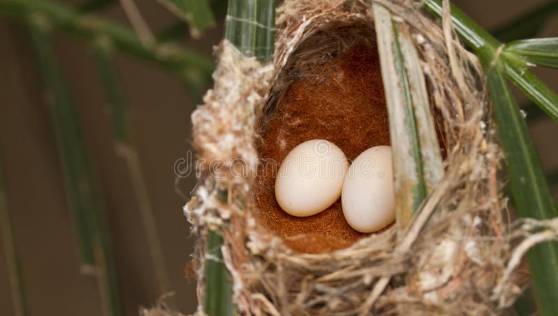 Bird nest and egg